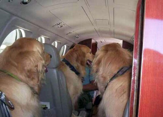Перевозки животных на воздушном транспорте